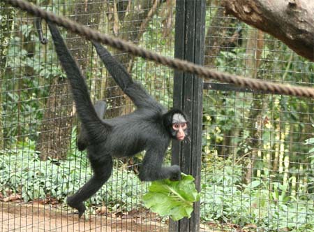 Macaco albino será um das atrações no Parque Zoobotânico 